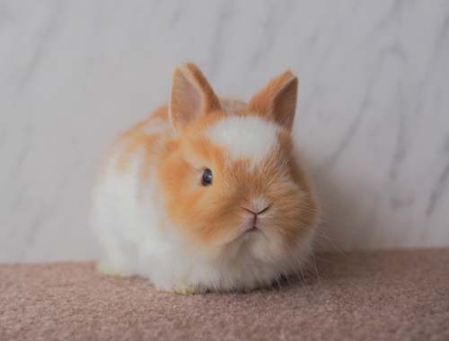 ベビーの紹介 - うさぎ星 - 大阪のうさぎ専門店